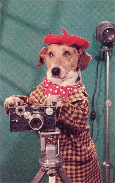 Photographer Dog Postcard